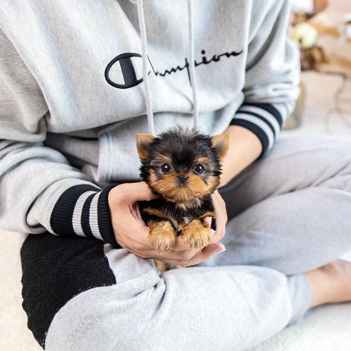 Katie - Yorkshire Terrier Puppy